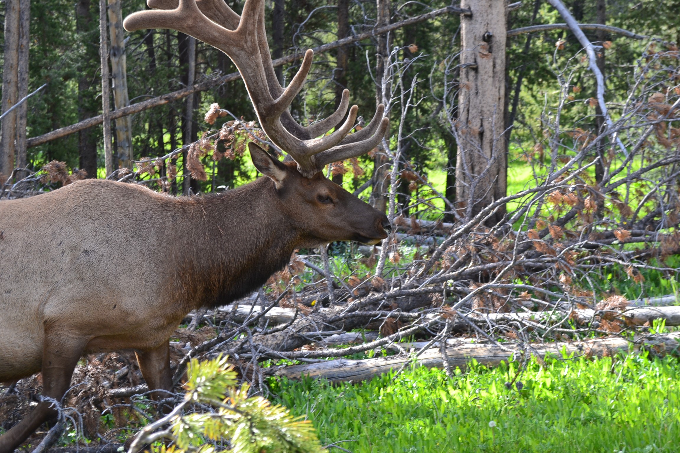 An elk closeup.