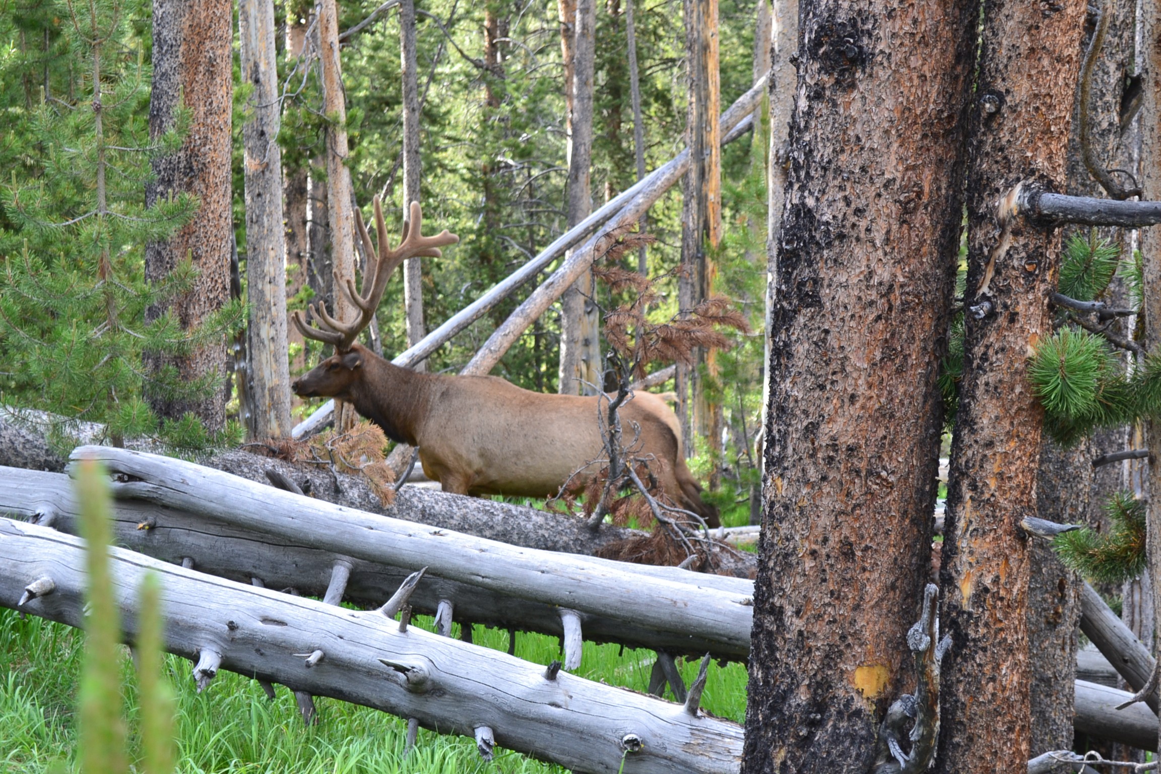 Elk posing in Yellowstone forest.