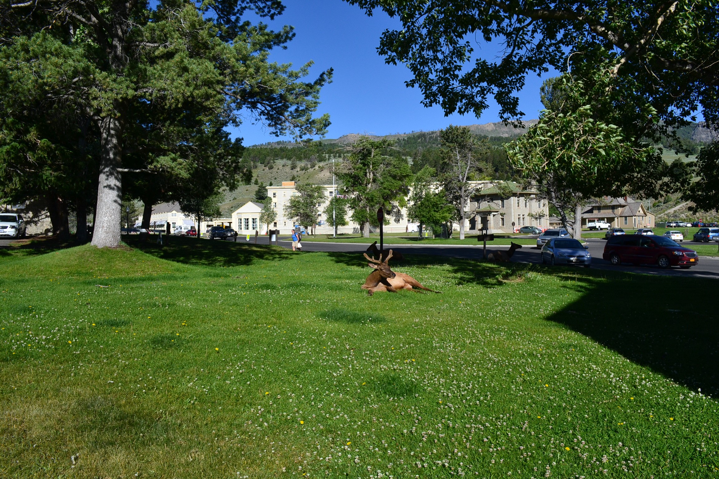 Elk relaxing on lawn in Mammoth Hot Springs.