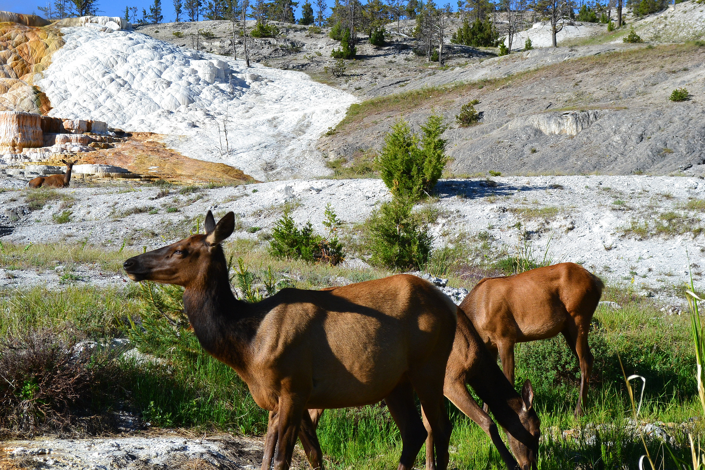 Young elk grazing near mammoth hot spring.