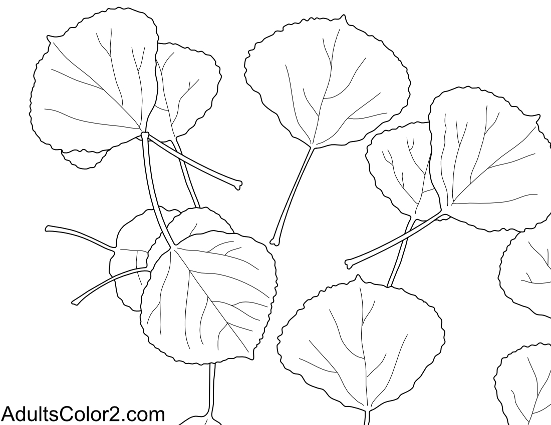 Aspen leaves on the ground.