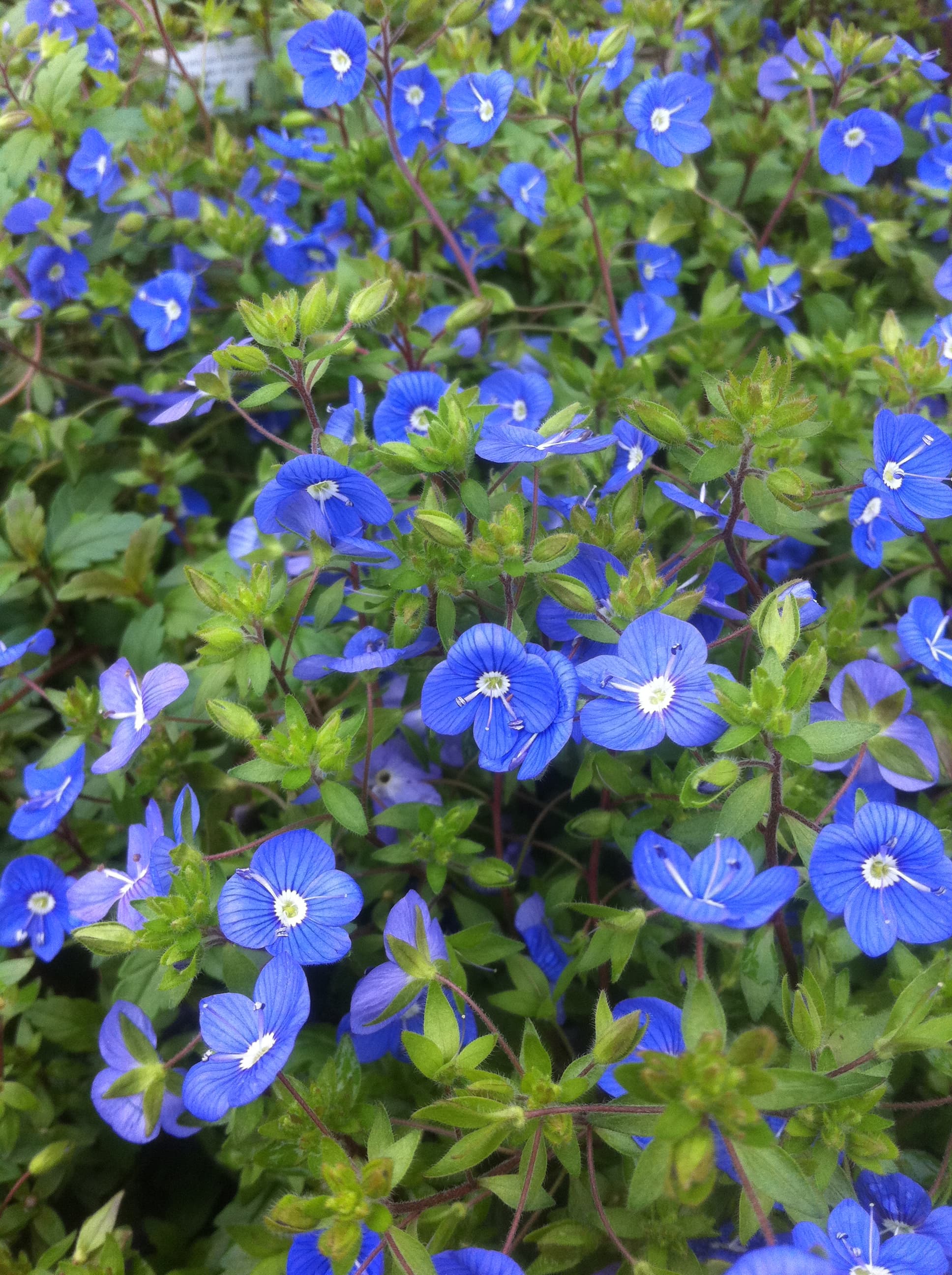 Blue Speedwell