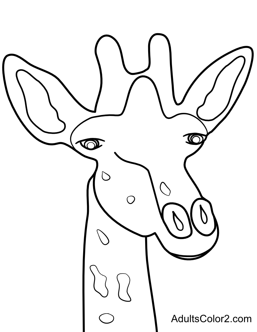 Closeup of a giraffe's face.