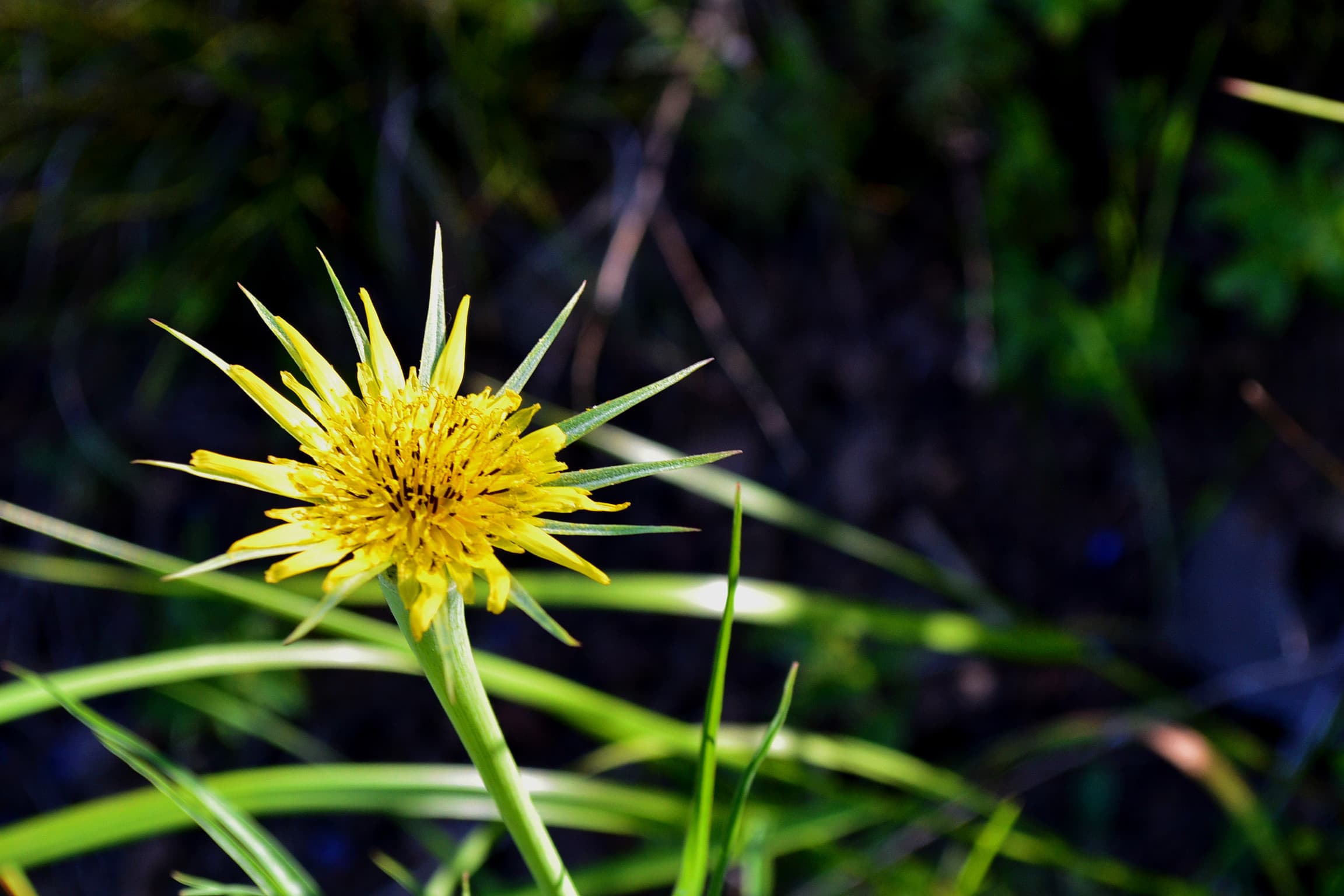 Goatsbeard wild blossom in the park.