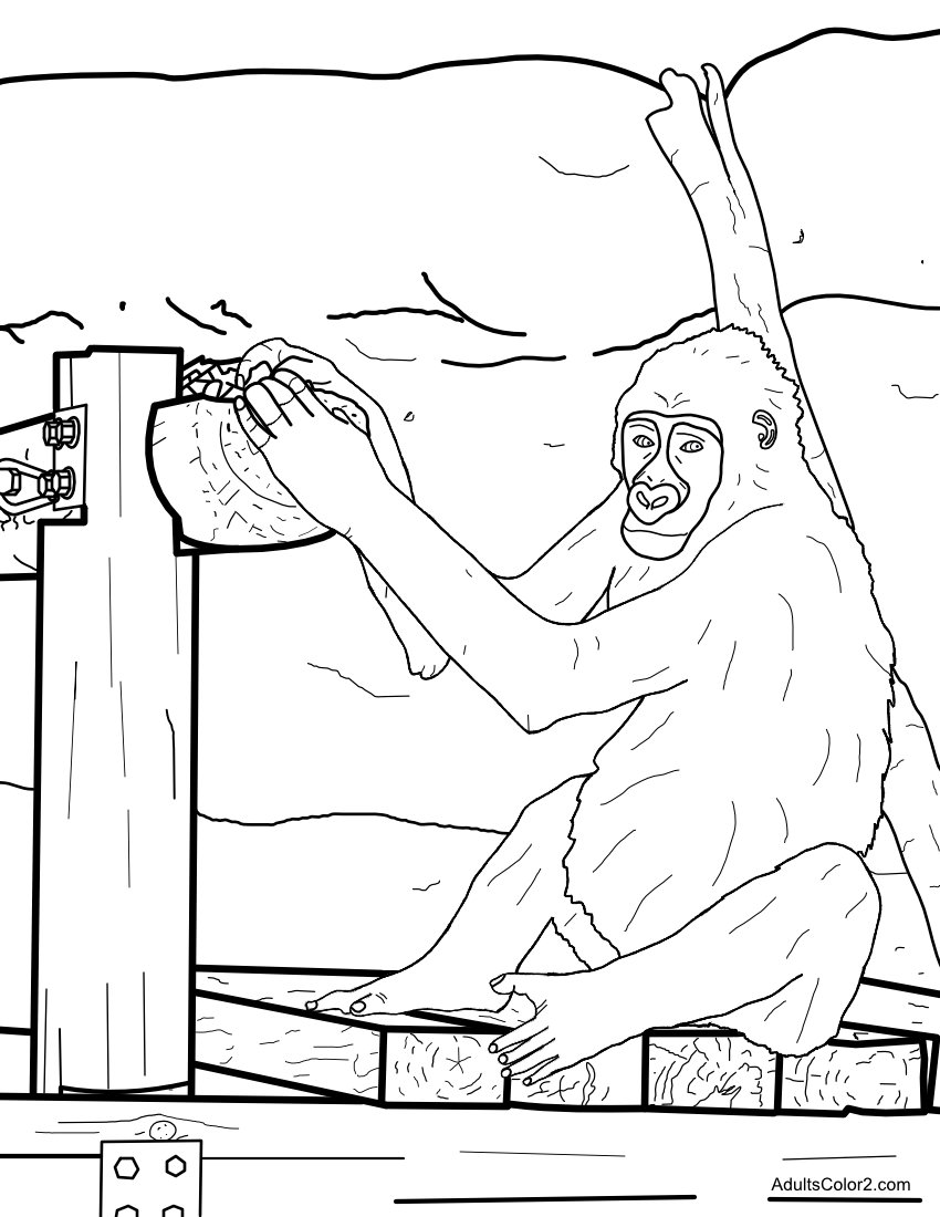 Gorilla staring at the crowd.