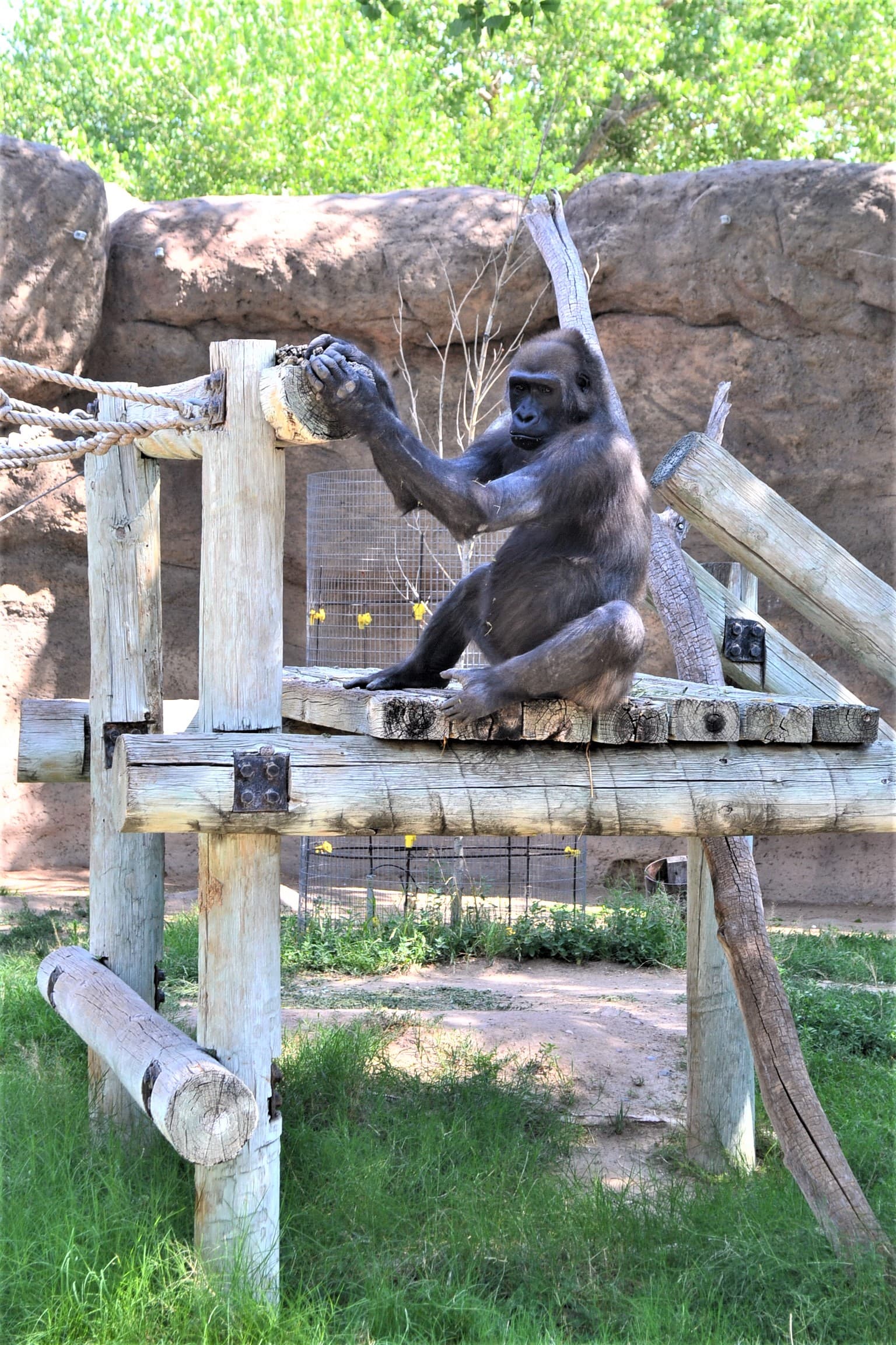 Gorilla watching zoo visitors.