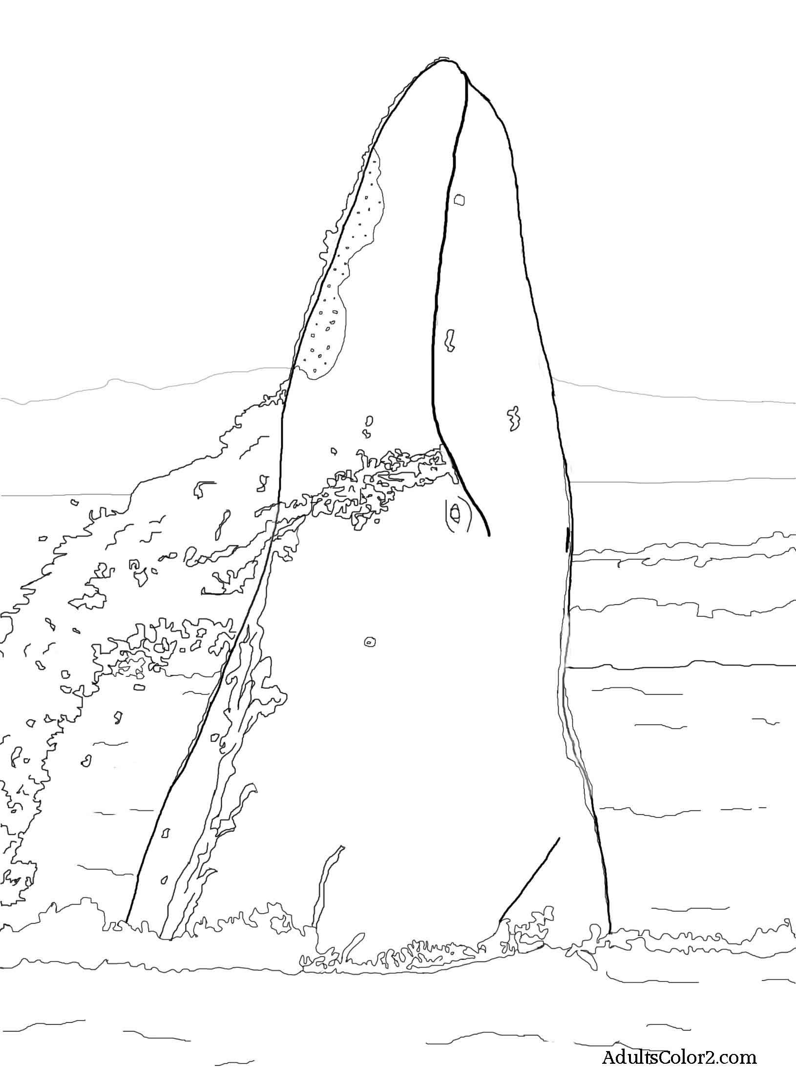 Download Whale Coloring Pages: Magnetic Marine Mammals