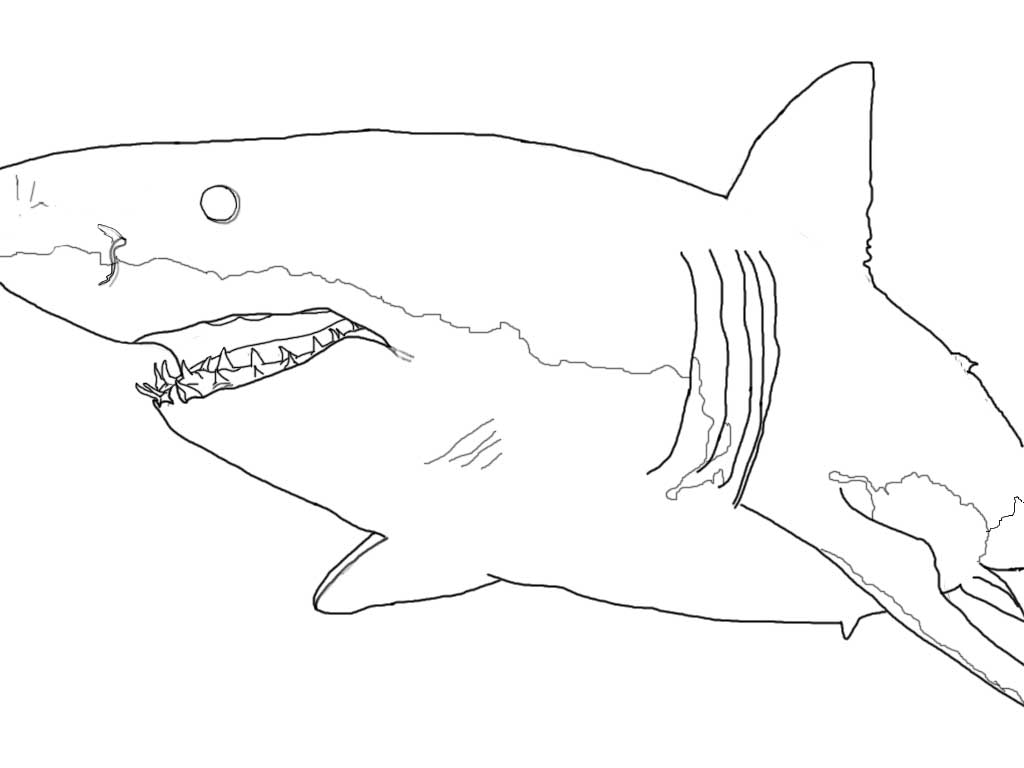 Go to Shark Coloring Pages: Toothy Terrors? 