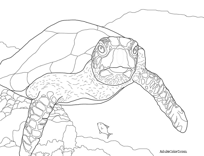 Sea Turtle Coloring Page: Help Hawksbills