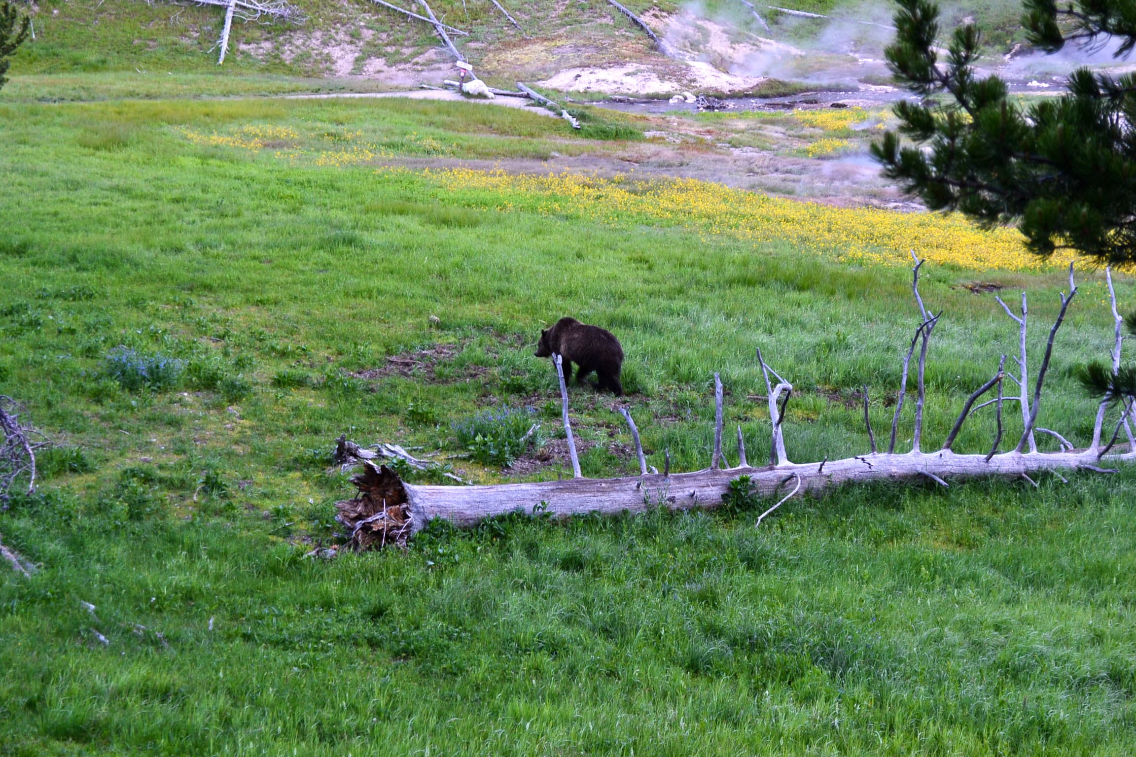 Grizzly bear walking away from tourists.