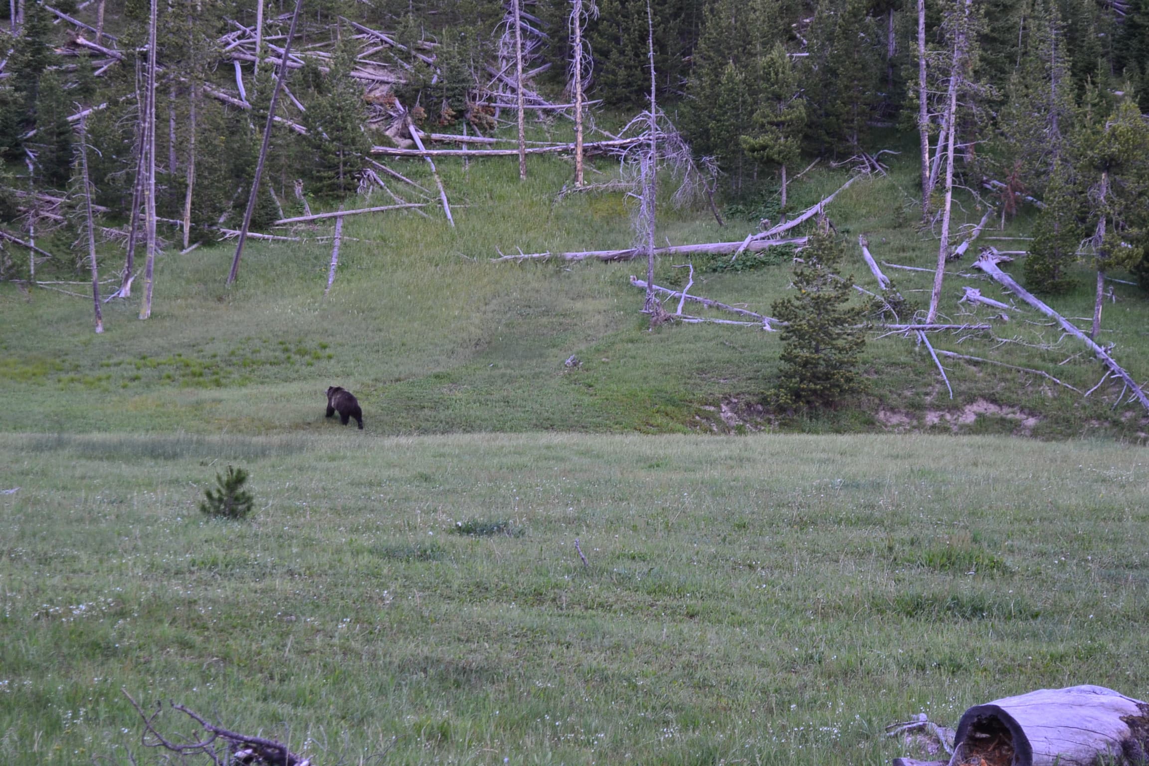 Grizzly heading for the hills Yellowstone park.