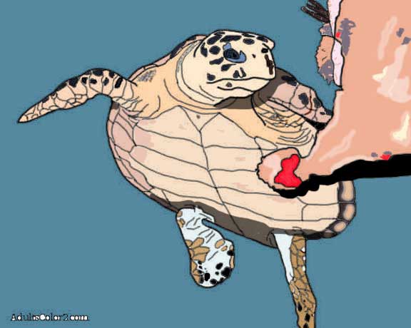 My hawksbill drawing colored.
