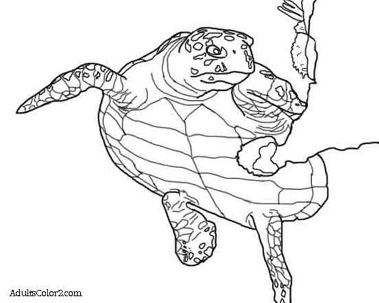 Sea Turtle Coloring Page: Help Hawksbills
