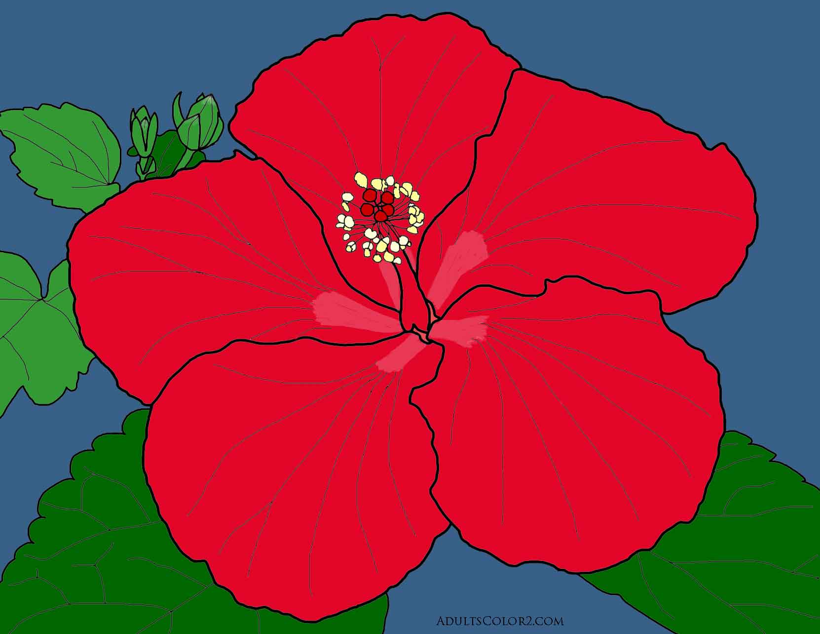 Red hibiscus flower traced from my own photo. Red hibiscus flower traced from my own photo.