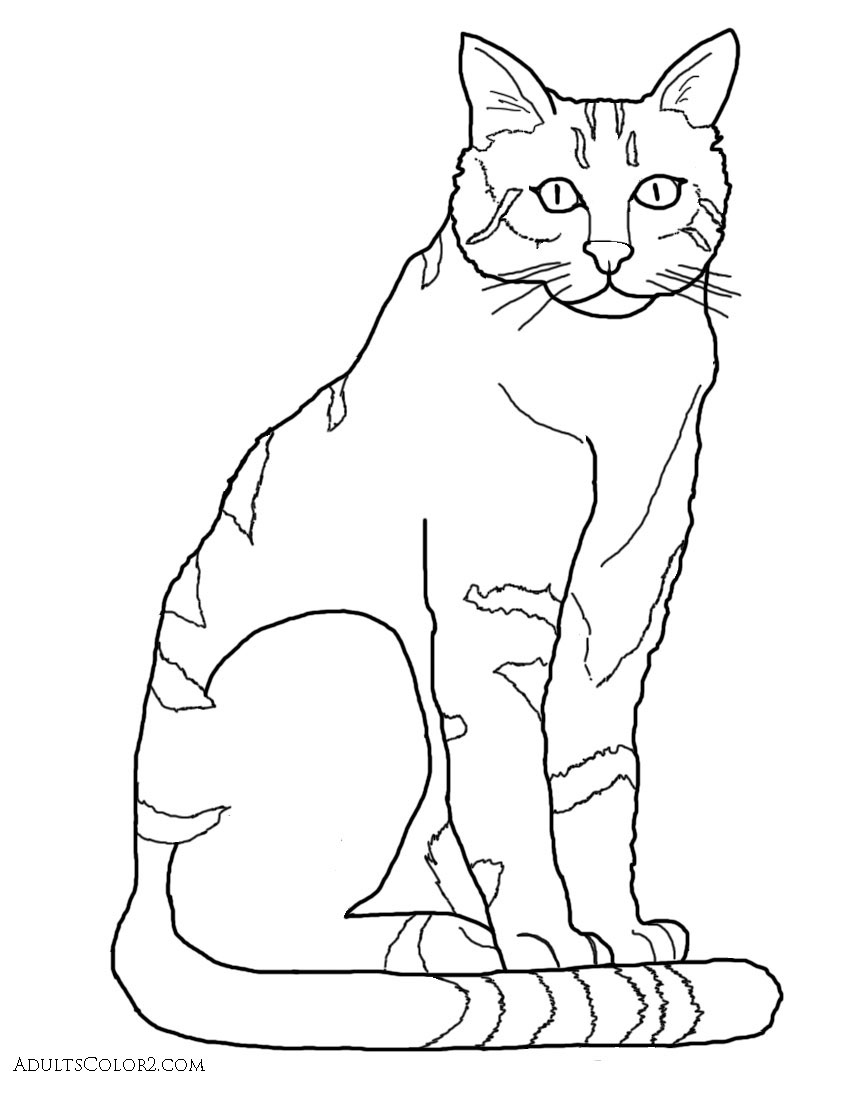 7800 Domestic Cats Coloring Pages , Free HD Download