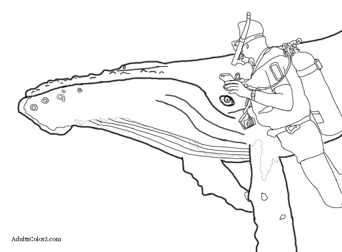 humpback whale coloring pages