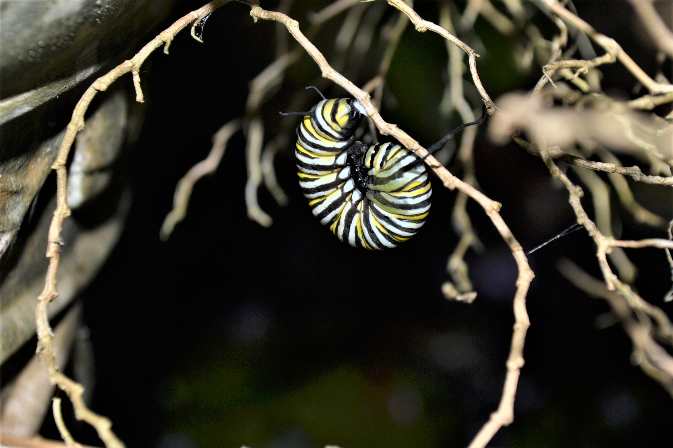 Caterpillar preparing to cocoon.