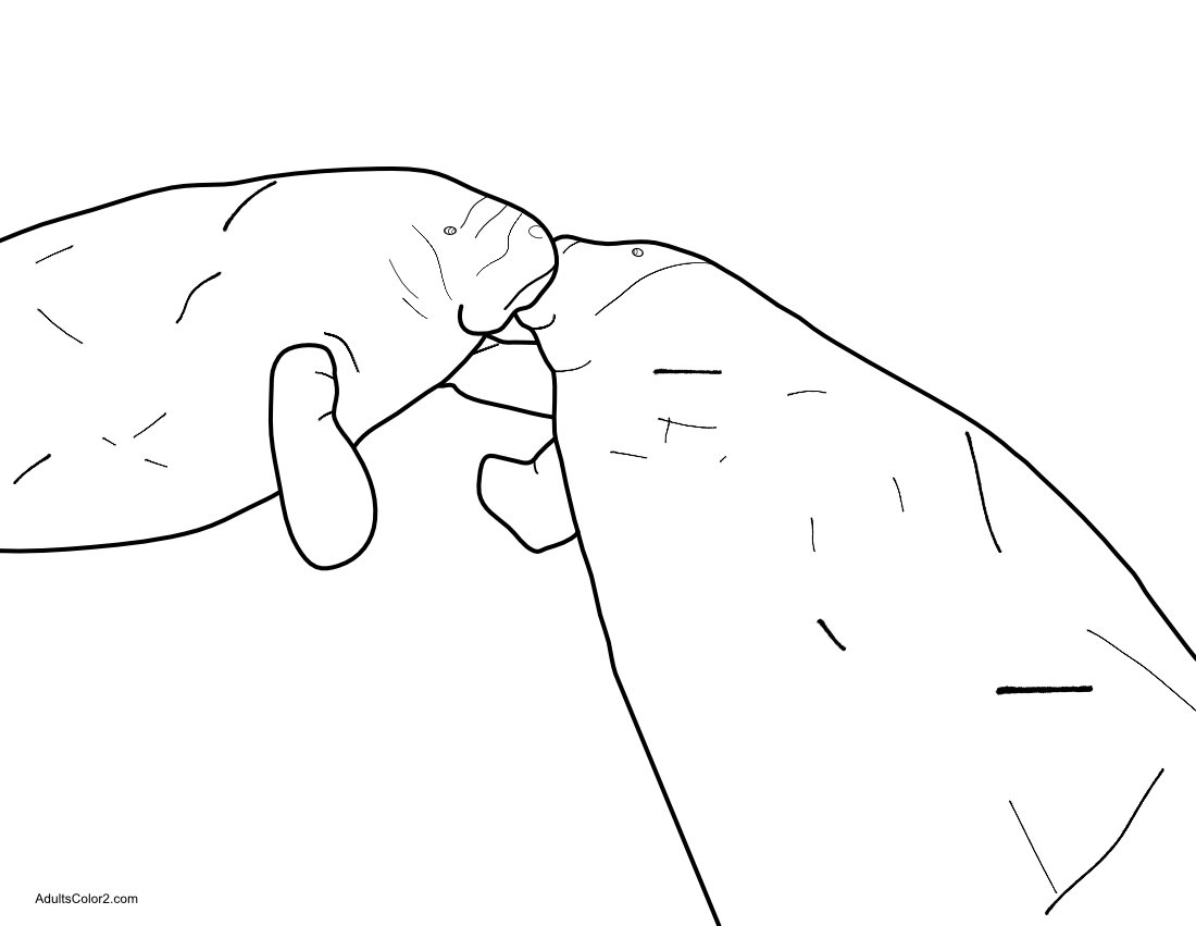 Manatee Pictures: Sea Cow Coloring Page