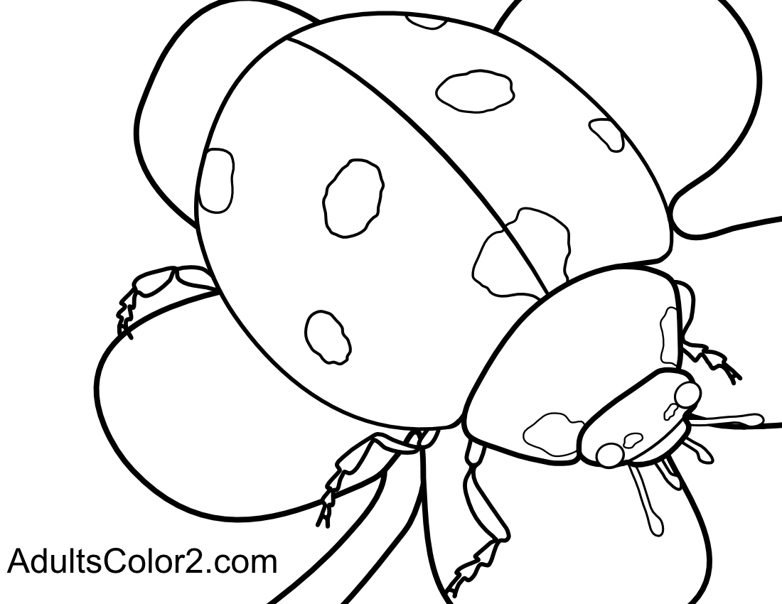 Ladybug on a flower.