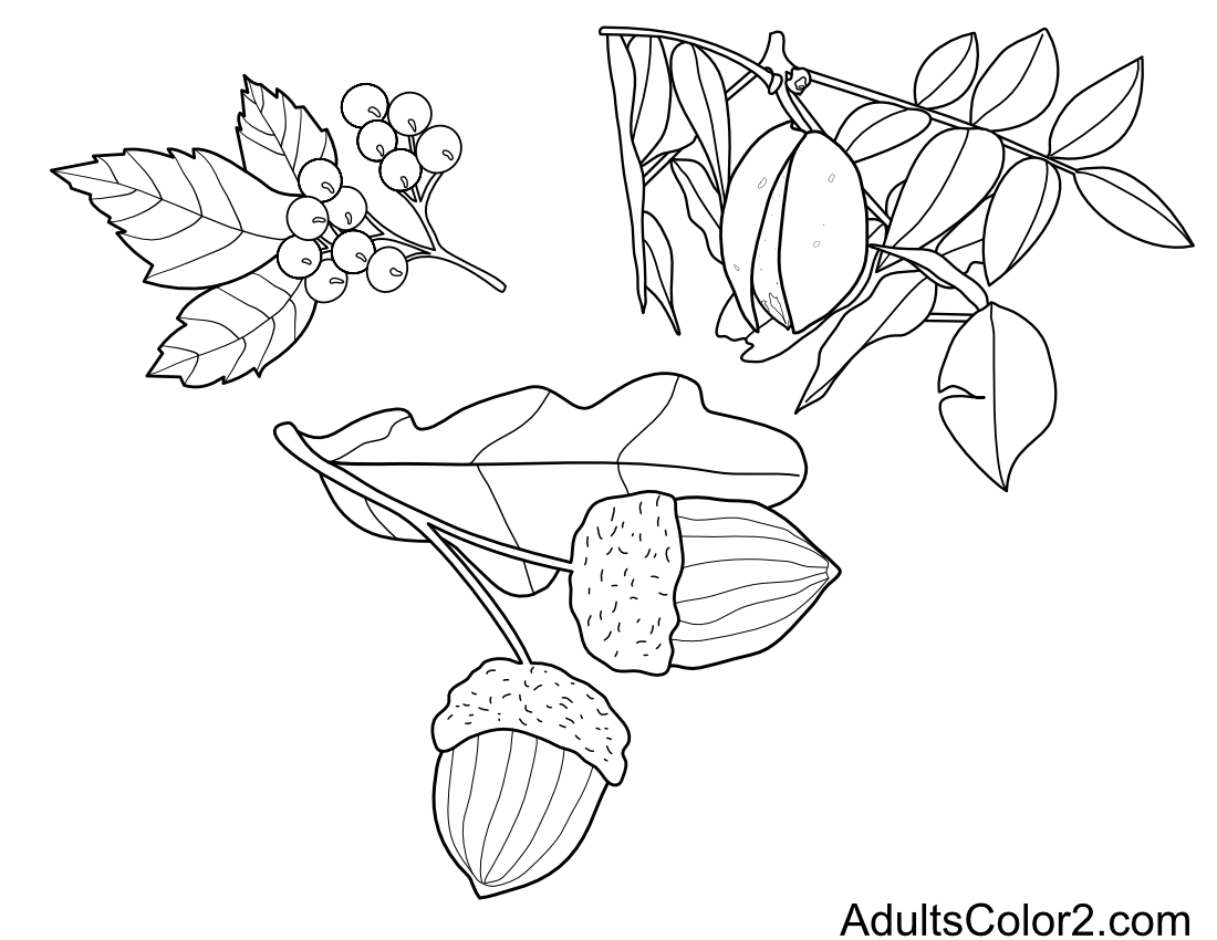 Autumn leaves, nuts and berries.