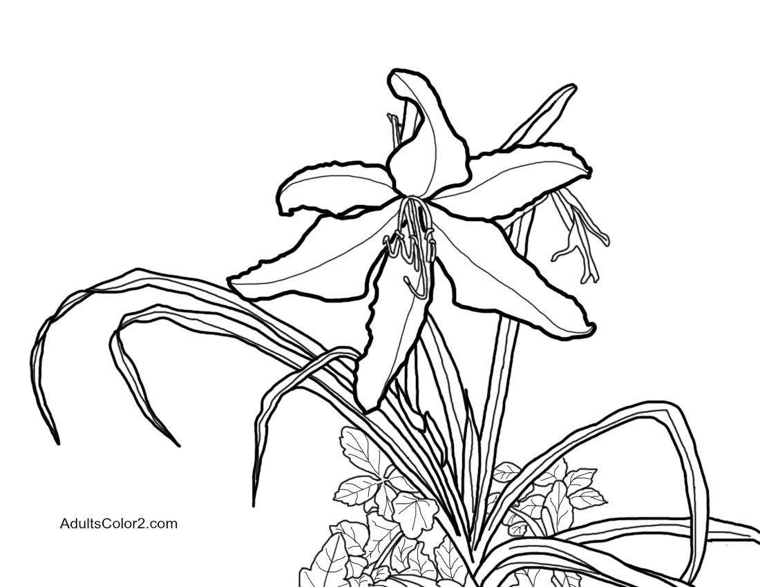 Lily traced from my photo.