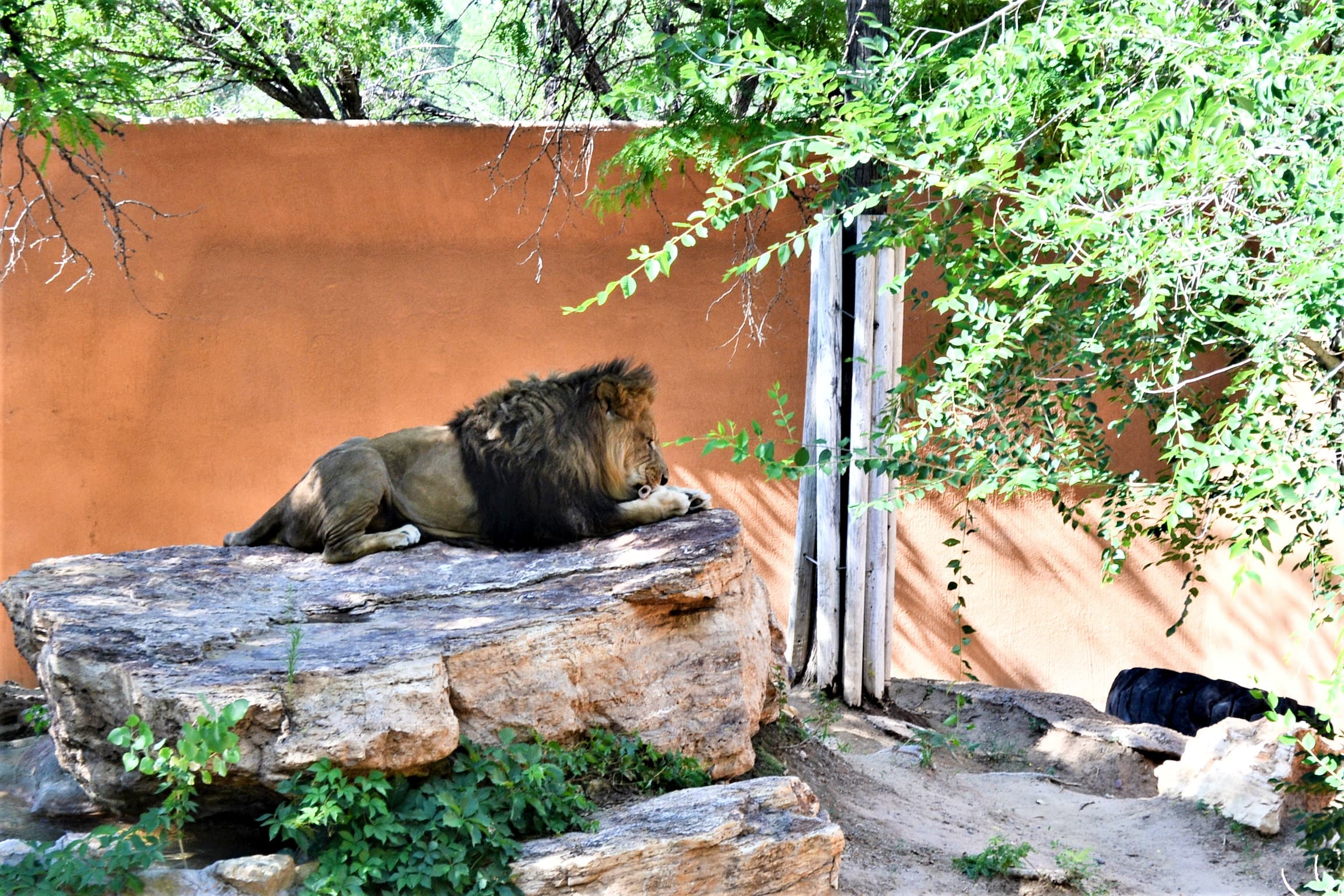 Lion eating breakfast.
