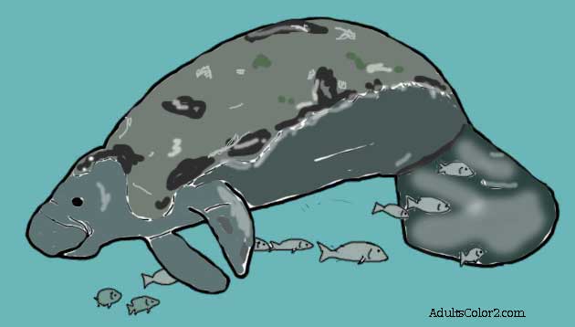 Swimming manatee drawing colored. Colored in swimming manatee picture.