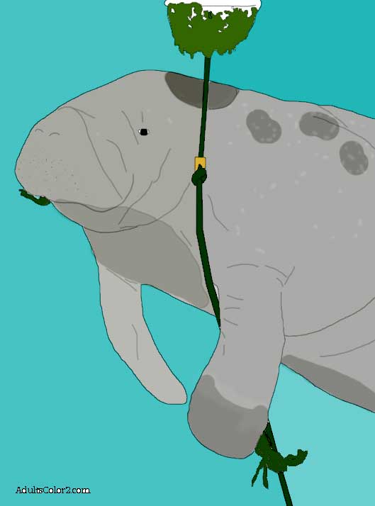 Colored drawing of a munching manatee. Colored drawing of a manatee.