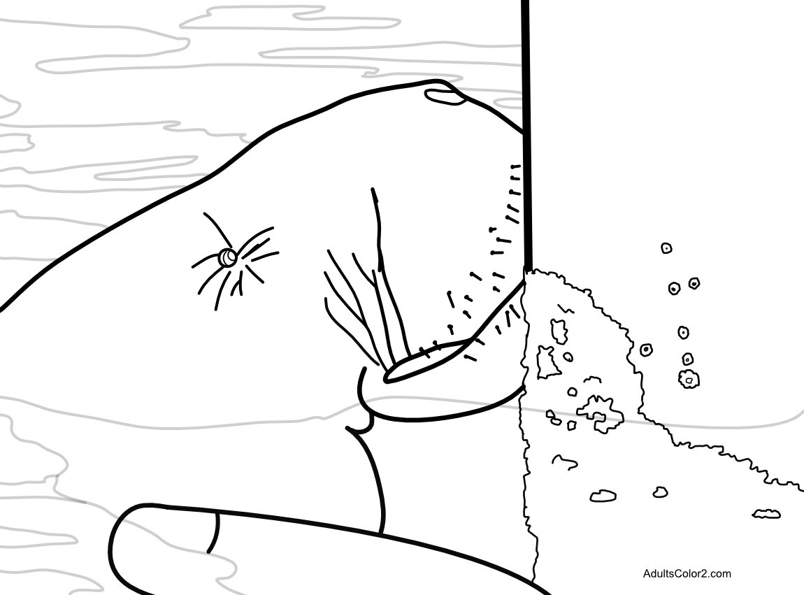 Manatee Pictures: Sea Cow Coloring Page