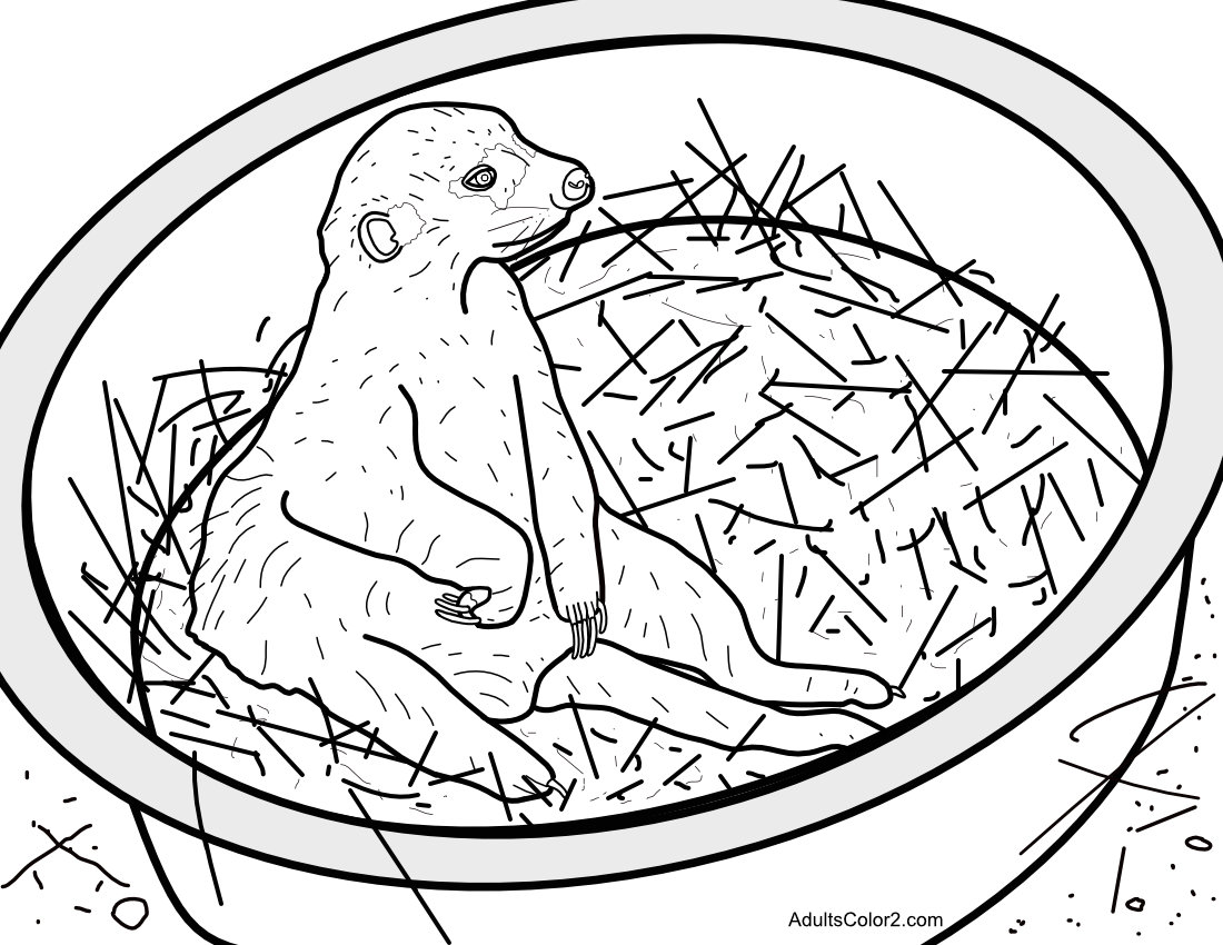 Meerkat in a bowl at the zoo.