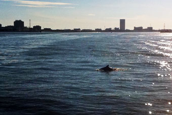 Dolphin near ferry not a merperson. Dolphin surfacing.