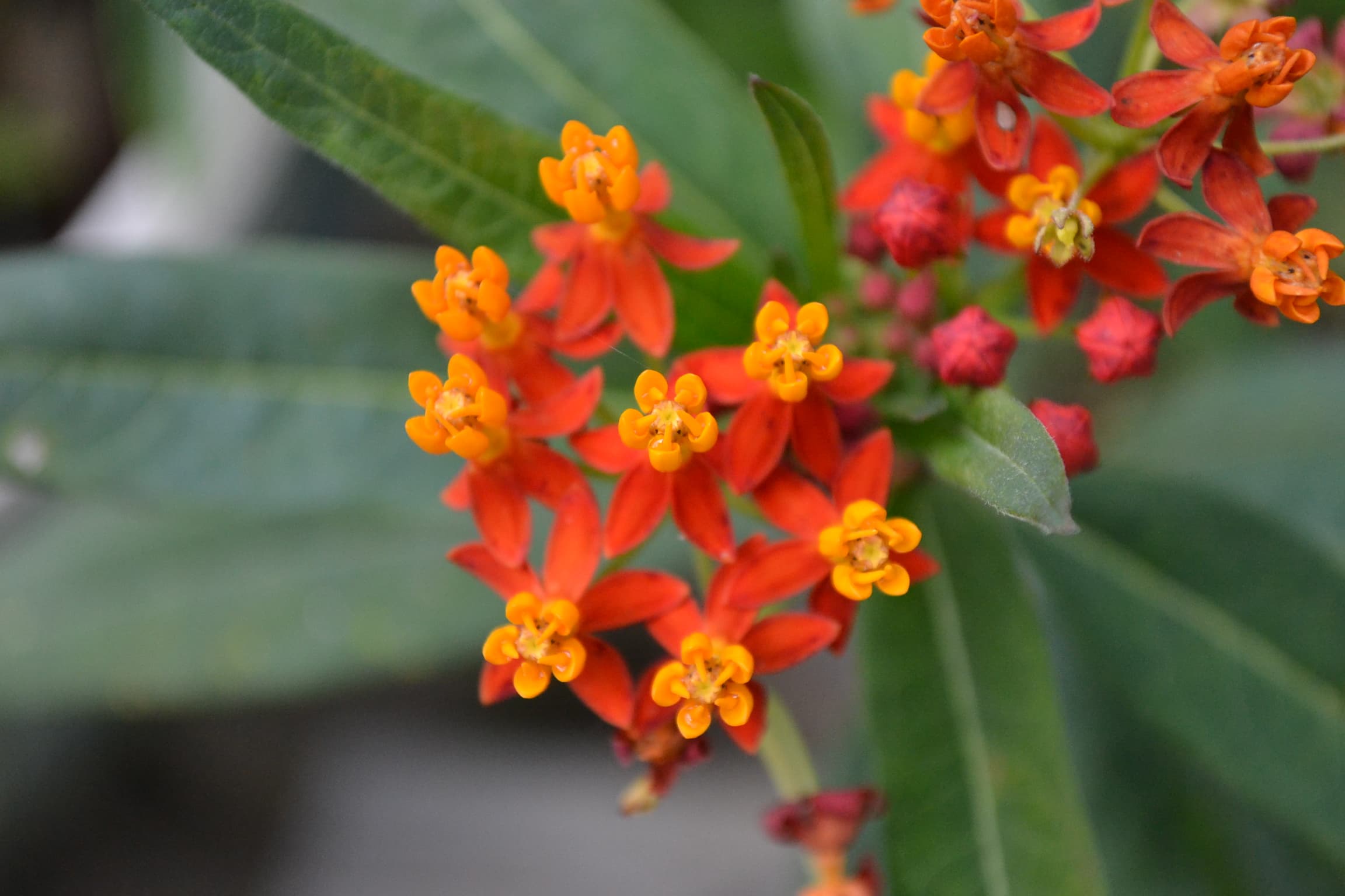 Closeup of the flowers of a Mexican milkweed or butterfly weed in my garden.