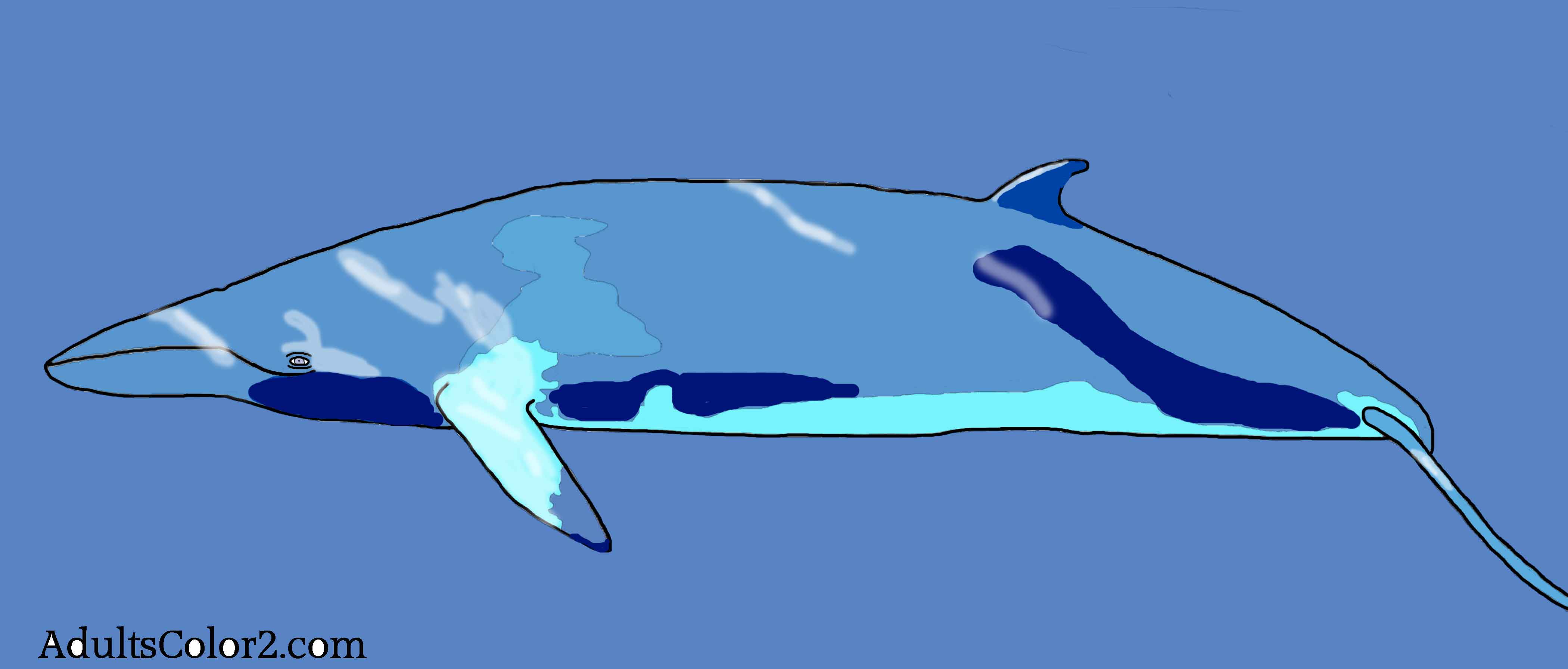 Download Whale Coloring Pages: Magnetic Marine Mammals