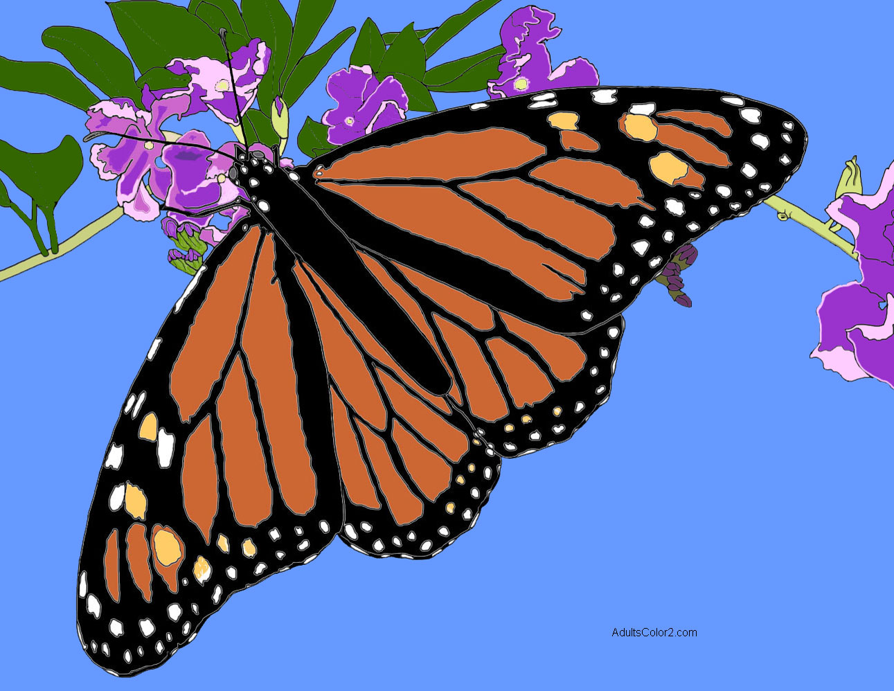 Butterfly Coloring Pages Airborne Art