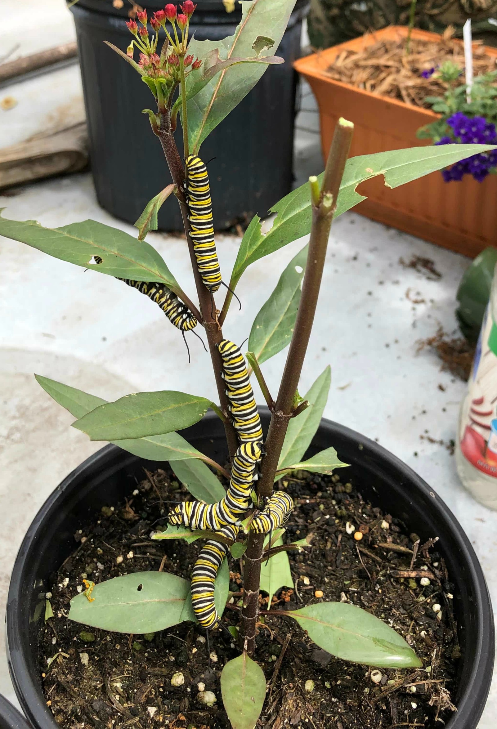 Monarch caterpillars on milkweed.
