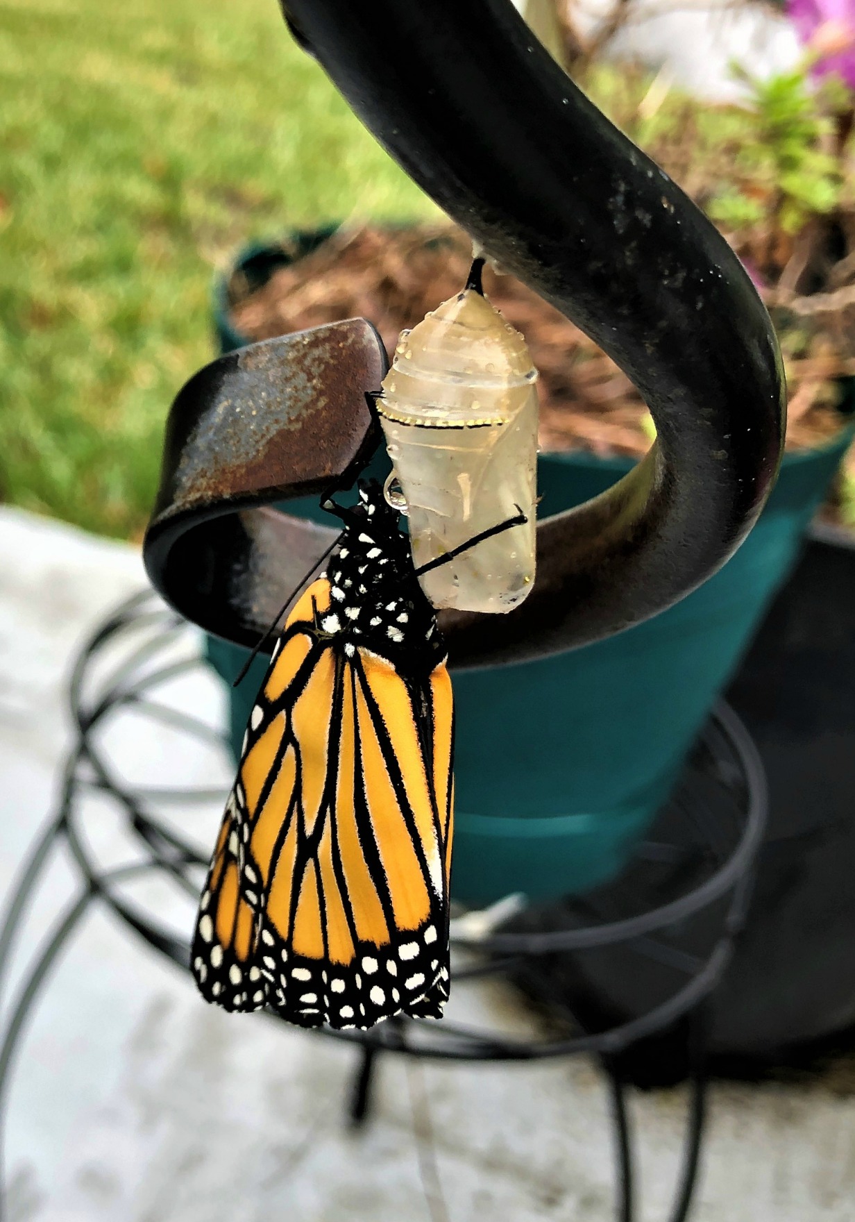 Butterfly hanging form its cocoon.