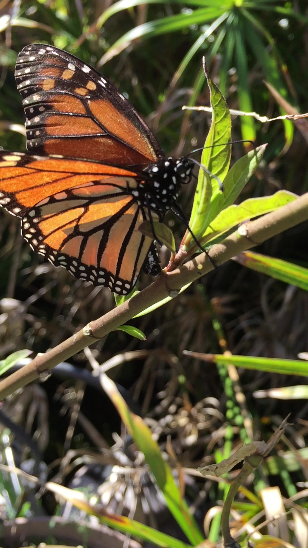 Monarch butterfly laying egg on milkweed in my yard.