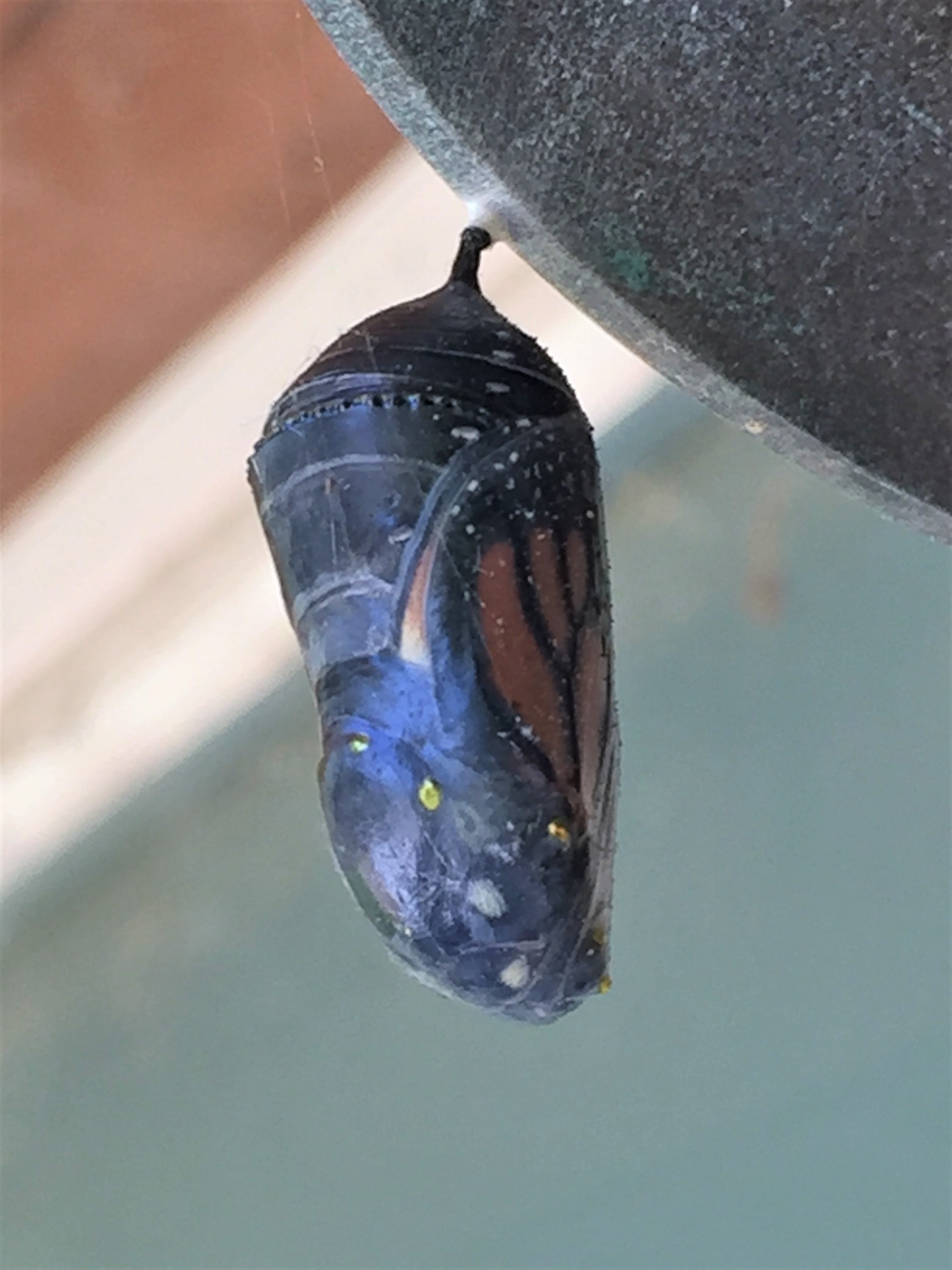 Monarch butterfly cocoon.