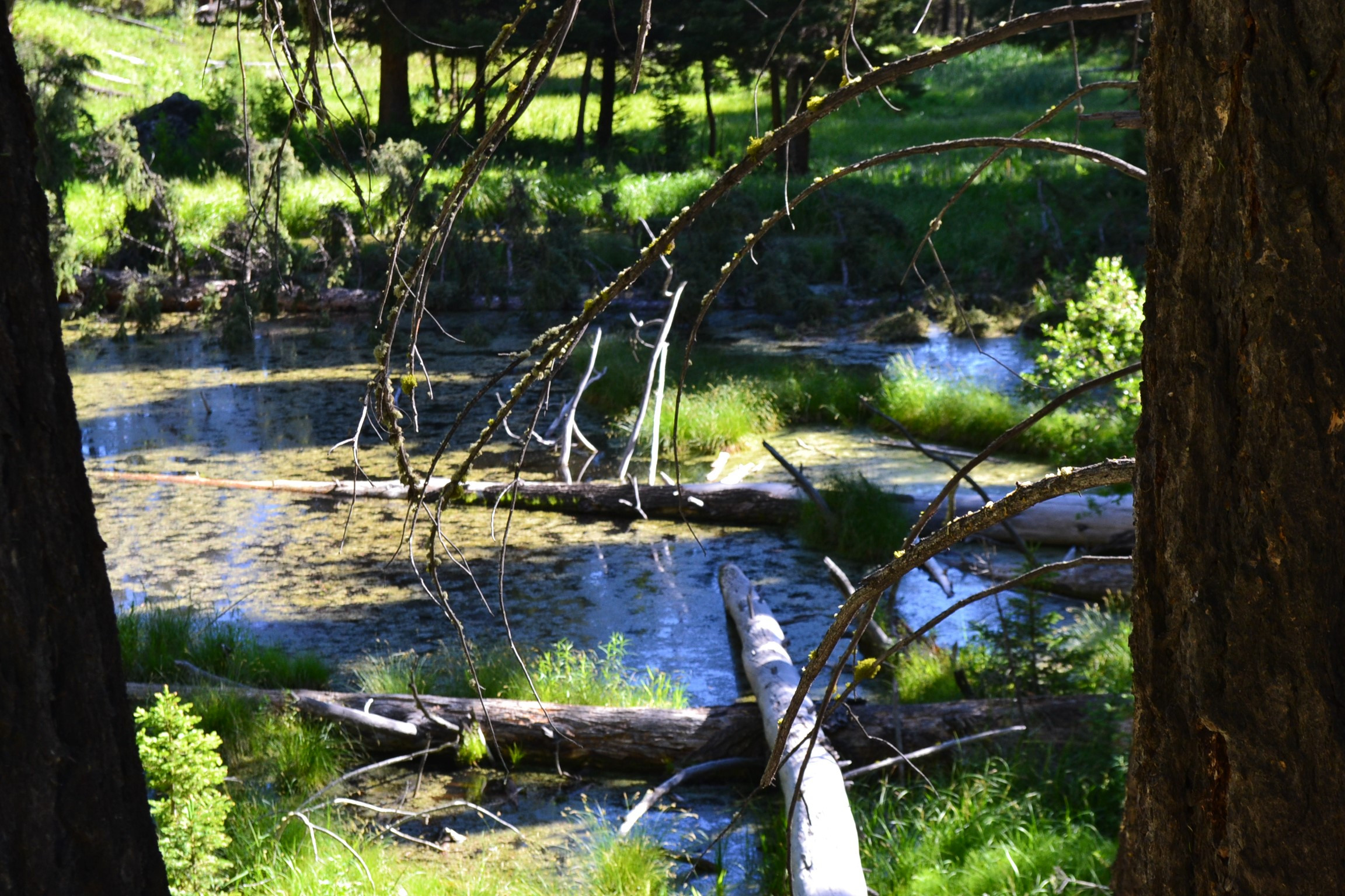 The other beaver pond along the trail.
