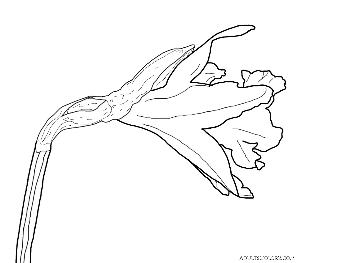 Drawing of a narcissus flower derived from a photo on Wikimedia.