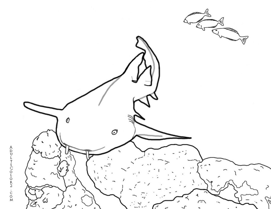 Line drawing of a nurse shark with less reef.
