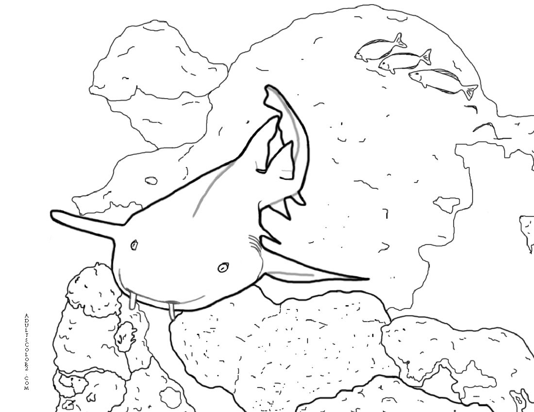 Line drawing of a nurse shark.