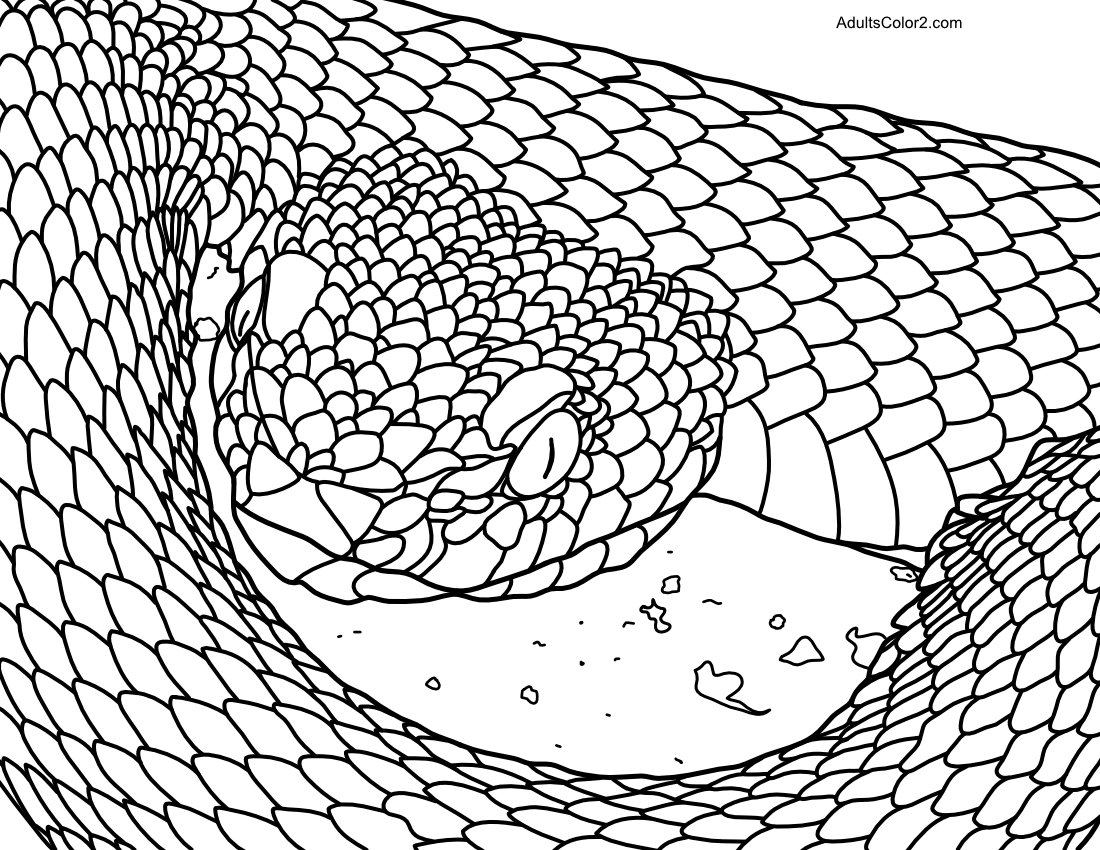 Palm pit viper coiled on a branch.