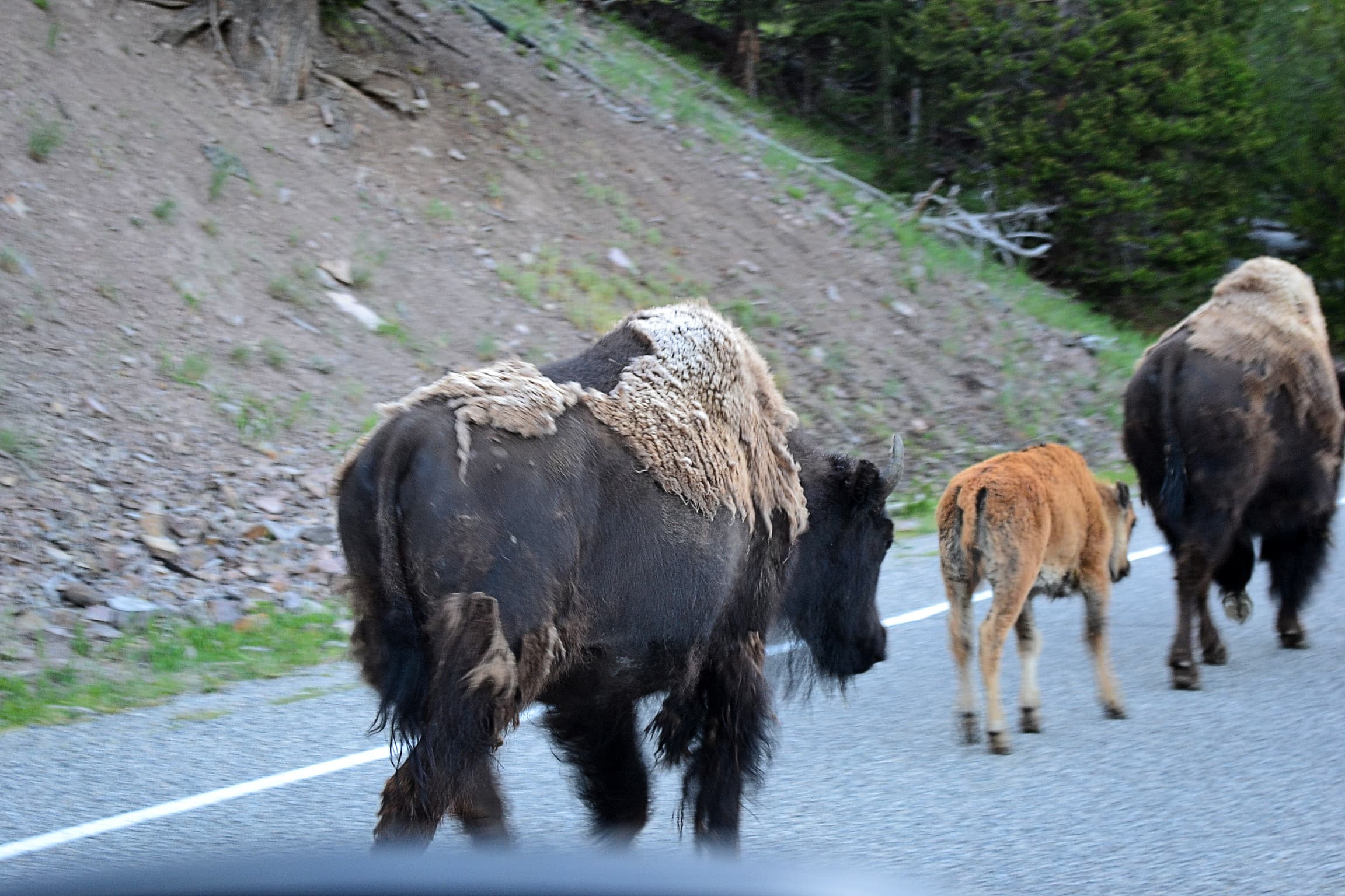 Passed by a herd of buffalo going to its  grazing grounds.
