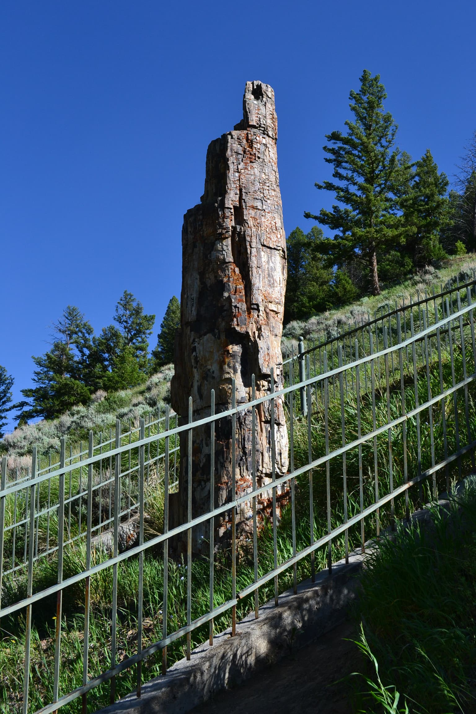 Standing petrified tree.