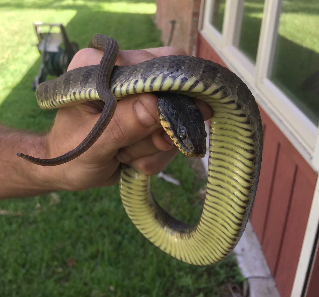 Plain bellied snake.