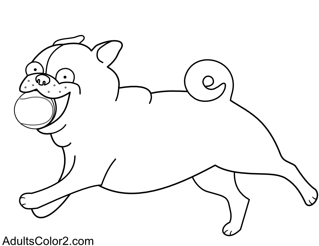 Pug with ball in mouth.