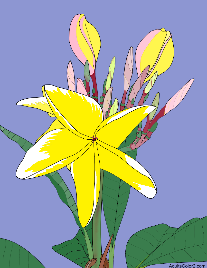Yellow and white plumeria blossom. My plumeria blossom coloring page finished.