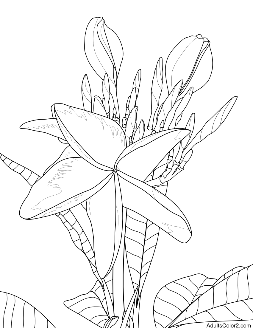 Coloring page of plumeria blossoms from my backyard