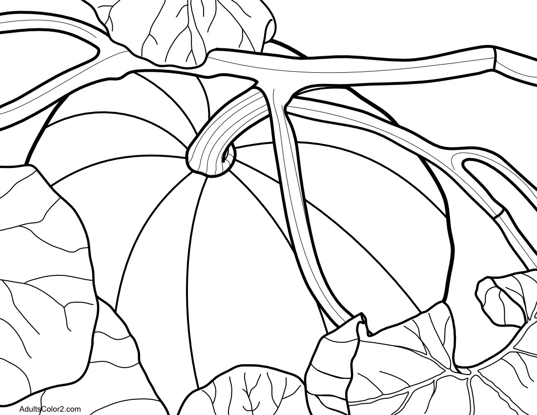 Pumpkin in the patch.